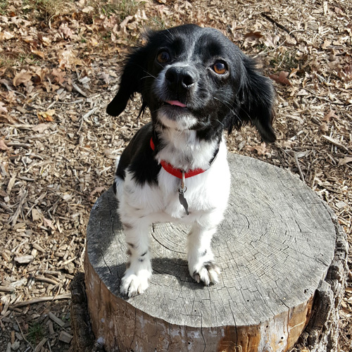 A cute, small black and white dog sitting on a stump.